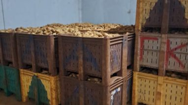 Dolav Boxes Power Cyprus’ Potato Logistics