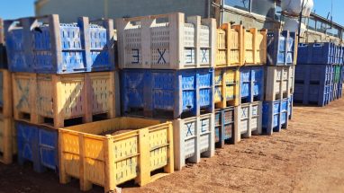 Dolav Boxes Power Cyprus’ Potato Logistics